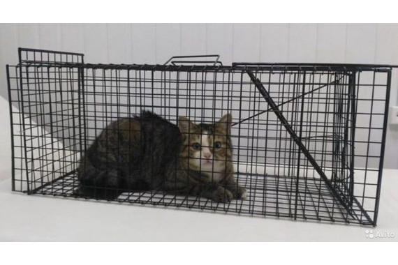 Котоловка, кошколовка, клетка-ловушка